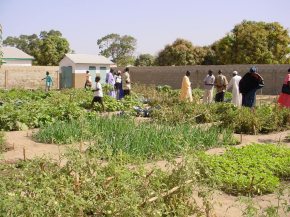 the ordered array of vegetable beds at Sinchu Baliya