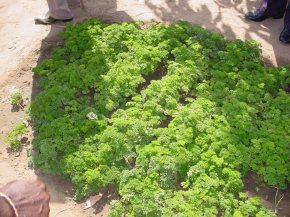 parsley - grown for the first time at Sinchu Baliya