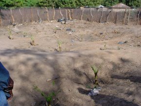 young banana plants in the new plantation at Bakalarr village