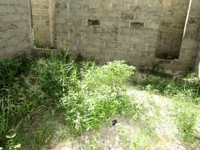 plants growing inside the rooms