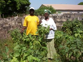 Kerafo gathers vegetables in the Busumbala graden, with Kemo standing beside her